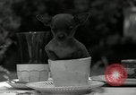 Image Pinscher miniature New Jersey United States USA, 1936, de la seconde 16 séquences d'archives historiques vidéo 65675037655