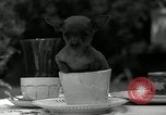 Image Pinscher miniature New Jersey United States USA, 1936, de la seconde 17 séquences d'archives historiques vidéo 65675037655