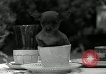 Image Pinscher miniature New Jersey United States USA, 1936, de la seconde 18 séquences d'archives historiques vidéo 65675037655