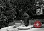 Image Pinscher miniature New Jersey United States USA, 1936, de la seconde 23 séquences d'archives historiques vidéo 65675037655