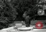 Image Pinscher miniature New Jersey United States USA, 1936, de la seconde 25 séquences d'archives historiques vidéo 65675037655