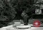 Image Pinscher miniature New Jersey United States USA, 1936, de la seconde 26 séquences d'archives historiques vidéo 65675037655