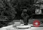 Image Pinscher miniature New Jersey United States USA, 1936, de la seconde 27 séquences d'archives historiques vidéo 65675037655