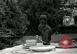 Image Pinscher miniature New Jersey United States USA, 1936, de la seconde 28 séquences d'archives historiques vidéo 65675037655