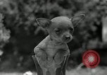 Image Pinscher miniature New Jersey United States USA, 1936, de la seconde 30 séquences d'archives historiques vidéo 65675037655