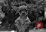 Image Pinscher miniature New Jersey United States USA, 1936, de la seconde 31 séquences d'archives historiques vidéo 65675037655