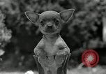 Image Pinscher miniature New Jersey United States USA, 1936, de la seconde 32 séquences d'archives historiques vidéo 65675037655