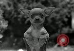 Image Pinscher miniature New Jersey United States USA, 1936, de la seconde 33 séquences d'archives historiques vidéo 65675037655