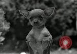 Image Pinscher miniature New Jersey United States USA, 1936, de la seconde 34 séquences d'archives historiques vidéo 65675037655