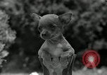 Image Pinscher miniature New Jersey United States USA, 1936, de la seconde 35 séquences d'archives historiques vidéo 65675037655