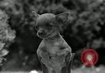 Image Pinscher miniature New Jersey United States USA, 1936, de la seconde 36 séquences d'archives historiques vidéo 65675037655