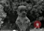Image Pinscher miniature New Jersey United States USA, 1936, de la seconde 37 séquences d'archives historiques vidéo 65675037655