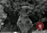 Image Pinscher miniature New Jersey United States USA, 1936, de la seconde 38 séquences d'archives historiques vidéo 65675037655