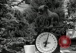 Image Pinscher miniature New Jersey United States USA, 1936, de la seconde 39 séquences d'archives historiques vidéo 65675037655