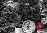 Image Pinscher miniature New Jersey United States USA, 1936, de la seconde 40 séquences d'archives historiques vidéo 65675037655