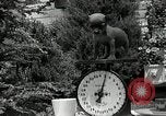 Image Pinscher miniature New Jersey United States USA, 1936, de la seconde 42 séquences d'archives historiques vidéo 65675037655