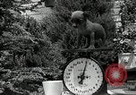 Image Pinscher miniature New Jersey United States USA, 1936, de la seconde 43 séquences d'archives historiques vidéo 65675037655