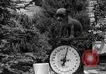 Image Pinscher miniature New Jersey United States USA, 1936, de la seconde 45 séquences d'archives historiques vidéo 65675037655