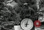 Image Pinscher miniature New Jersey United States USA, 1936, de la seconde 46 séquences d'archives historiques vidéo 65675037655