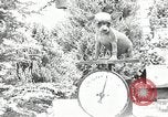 Image Pinscher miniature New Jersey United States USA, 1936, de la seconde 47 séquences d'archives historiques vidéo 65675037655