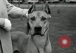 Immagine di Dog show Madison New Jersey USA, 1935, secondo 19 filmato di repertorio 65675037668