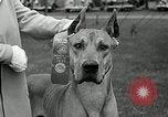 Immagine di Dog show Madison New Jersey USA, 1935, secondo 20 filmato di repertorio 65675037668