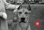 Immagine di Dog show Madison New Jersey USA, 1935, secondo 21 filmato di repertorio 65675037668