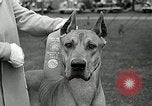 Immagine di Dog show Madison New Jersey USA, 1935, secondo 22 filmato di repertorio 65675037668