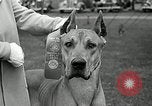 Immagine di Dog show Madison New Jersey USA, 1935, secondo 23 filmato di repertorio 65675037668