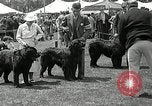 Immagine di Dog show Madison New Jersey USA, 1935, secondo 24 filmato di repertorio 65675037668