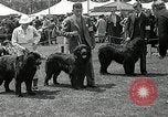 Immagine di Dog show Madison New Jersey USA, 1935, secondo 25 filmato di repertorio 65675037668