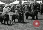 Immagine di Dog show Madison New Jersey USA, 1935, secondo 26 filmato di repertorio 65675037668