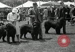 Immagine di Dog show Madison New Jersey USA, 1935, secondo 27 filmato di repertorio 65675037668