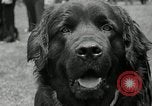 Immagine di Dog show Madison New Jersey USA, 1935, secondo 28 filmato di repertorio 65675037668