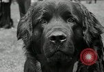 Immagine di Dog show Madison New Jersey USA, 1935, secondo 29 filmato di repertorio 65675037668