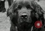 Immagine di Dog show Madison New Jersey USA, 1935, secondo 30 filmato di repertorio 65675037668