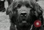 Immagine di Dog show Madison New Jersey USA, 1935, secondo 31 filmato di repertorio 65675037668