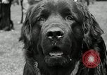 Immagine di Dog show Madison New Jersey USA, 1935, secondo 32 filmato di repertorio 65675037668