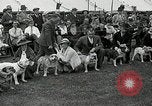 Immagine di Dog show Madison New Jersey USA, 1935, secondo 35 filmato di repertorio 65675037668