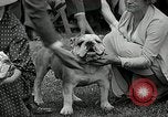 Immagine di Dog show Madison New Jersey USA, 1935, secondo 37 filmato di repertorio 65675037668