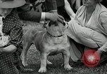Immagine di Dog show Madison New Jersey USA, 1935, secondo 38 filmato di repertorio 65675037668