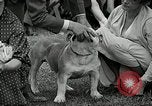 Immagine di Dog show Madison New Jersey USA, 1935, secondo 39 filmato di repertorio 65675037668