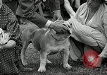 Immagine di Dog show Madison New Jersey USA, 1935, secondo 40 filmato di repertorio 65675037668