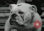 Immagine di Dog show Madison New Jersey USA, 1935, secondo 43 filmato di repertorio 65675037668