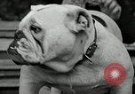 Immagine di Dog show Madison New Jersey USA, 1935, secondo 44 filmato di repertorio 65675037668