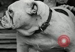 Immagine di Dog show Madison New Jersey USA, 1935, secondo 45 filmato di repertorio 65675037668