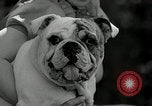 Immagine di Dog show Madison New Jersey USA, 1935, secondo 50 filmato di repertorio 65675037668