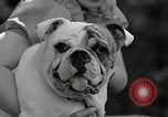 Immagine di Dog show Madison New Jersey USA, 1935, secondo 51 filmato di repertorio 65675037668
