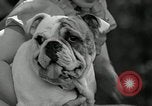 Immagine di Dog show Madison New Jersey USA, 1935, secondo 52 filmato di repertorio 65675037668