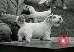 Immagine di Dog show Madison New Jersey USA, 1935, secondo 55 filmato di repertorio 65675037668